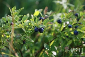 Фото: Стали известны подробности о мальчике, который почти сутки провёл в глухой тайге 1