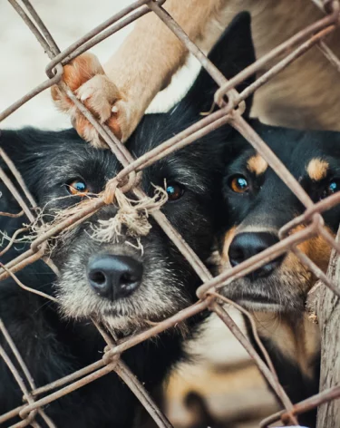 Сотни умерших от голода животных нашли в приюте известной ростовской зоозащитницы