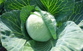 РСХБ: за четверть века производство овощей и бахчевых в России выросло почти на 40%