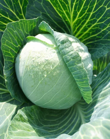 РСХБ: за четверть века производство овощей и бахчевых в России выросло почти на 40%