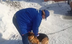 В Кузбассе выявлен случай заболевания домашнего животного бешенством