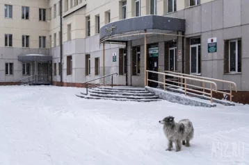 Фото: В Кемерове нашли своего Хатико, который сидит у стен ковидного госпиталя 1