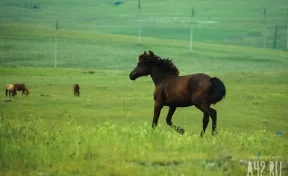 «Чуть машину не затоптали»: кузбассовца напугали выбежавшие на дорогу лошади