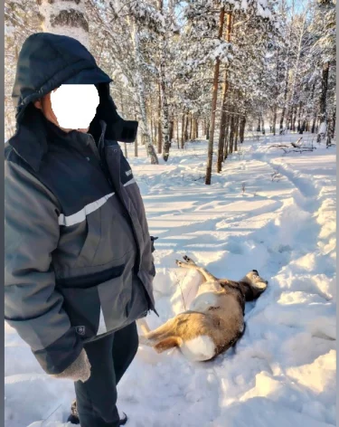 В Кузбассе браконьер убил самца сибирской косули 