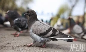 В Кемерове у диких голубей нашли болезнь Ньюкасла