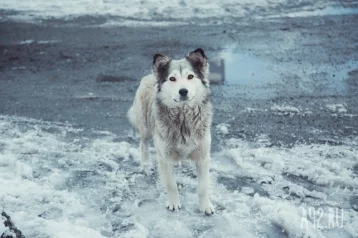 Фото: «Ждёт около месяца»: кузбассовцы обсуждают собаку, которая не уходит с оживлённой трассы 1