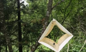 В Кузбассе установили 400 ловушек на опасных насекомых, из-за которых в лесу могут объявить карантин