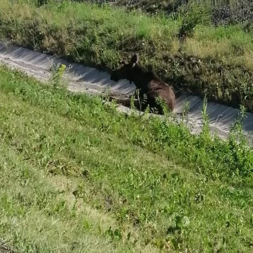 Фото: В Кузбассе водитель сбил на трассе лося и скрылся с места ДТП 1