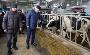 Сергей Цивилёв: Кузбасс производит только половину потребляемого регионом молока