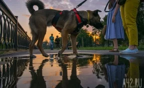 Кемеровчанин пожаловался на выгул собак на набережной Кировского района