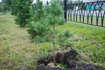 Фото: «Кузбассразрезуголь» озеленил два села в Новокузнецком районе 2
