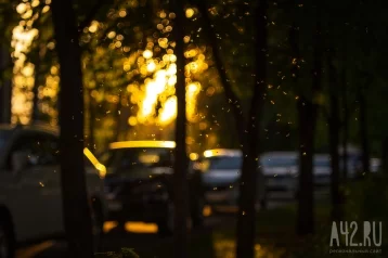 Фото: Тепло до +29, местами дожди и грозы: синоптики дали прогноз погоды на неделю в Кузбассе 1