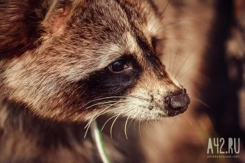 Фото: На трассе около Кемерова нашли обезвоженного енота 1