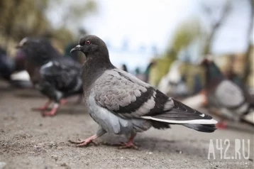 Фото: В Кемерове у диких голубей нашли болезнь Ньюкасла 1