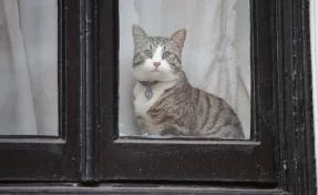 Ассанжу пришлось отдать кота, который жил с ним в посольстве Эквадора в Лондоне