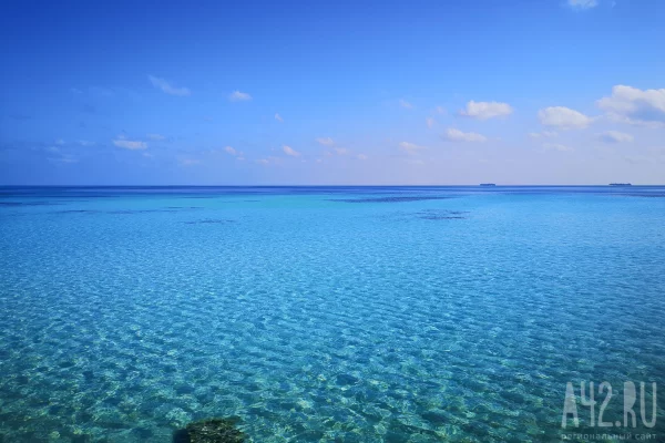 В Бразилии 13-летний мальчик погиб после нападения акулы