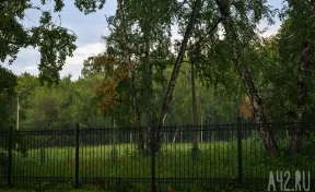 «Борщевик в роще»: кемеровчанка пожаловалась на заросли вредного сорняка в центре Кировского района