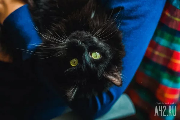 Сразу три пятницы выпадут на 13-е число в 2026 году