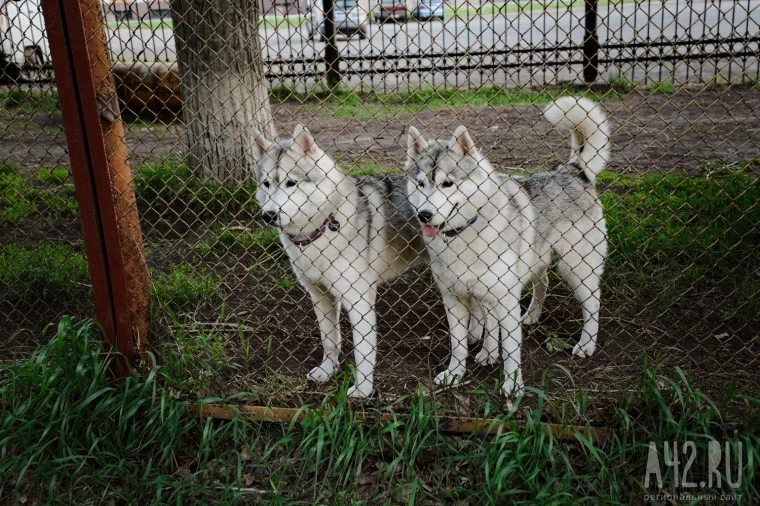 Фото: Собачья радость: тест площадок для выгула животных в Кемерове  35