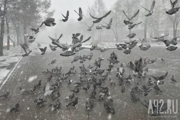 Фото: В Кузбассе обещают мокрый снег 1