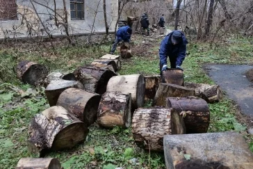 Фото: В Кемерове в Предзаводском начали массово вырубать заросли клёна 2