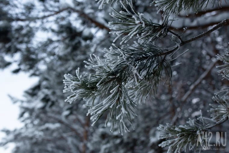 Фото: Мороз и солнце: зимняя природа Кемерова и его окрестностей 32