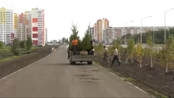 Фото: На проспекте Комсомольском в Кемерове высадили саженцы ели 1