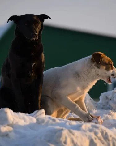 В Сибири семья отсудила 60 000 рублей за нападение собак на 7-летнего ребёнка