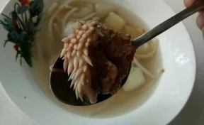 Щупальца и личинки: курганских школьников накормили странным мясом