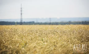 В Кузбассе фермера оштрафовали за использование опасных пестицидов