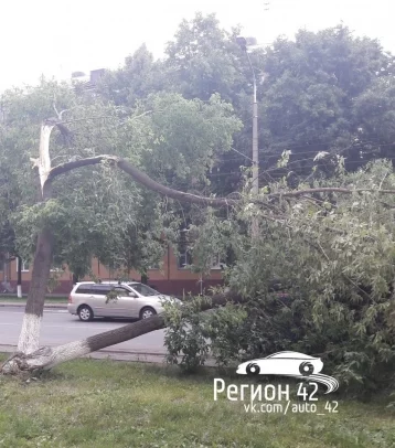 Фото: В центре Кемерова на иномарку упало дерево 1