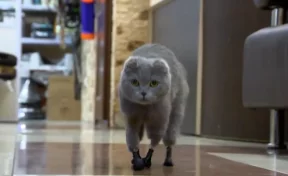 Новосибирские ветеринары установили протезы вместо лап кошке из Кузбасса