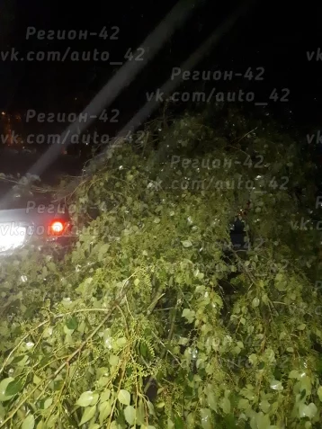 Фото: В Кемерове дерево рухнуло на иномарку 1