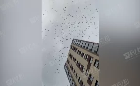 Кемеровчан удивила огромная стая птиц над домами