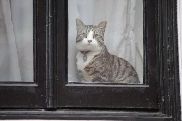 Фото: Ассанжу пришлось отдать кота, который жил с ним в посольстве Эквадора в Лондоне 1
