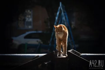 Фото: Ветеринар Пушилин рассказал, как подготовить кошку к поездке на дачу 1