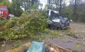 В Ленобласти автомобилист погиб из-за упавшего на дорогу дерева 