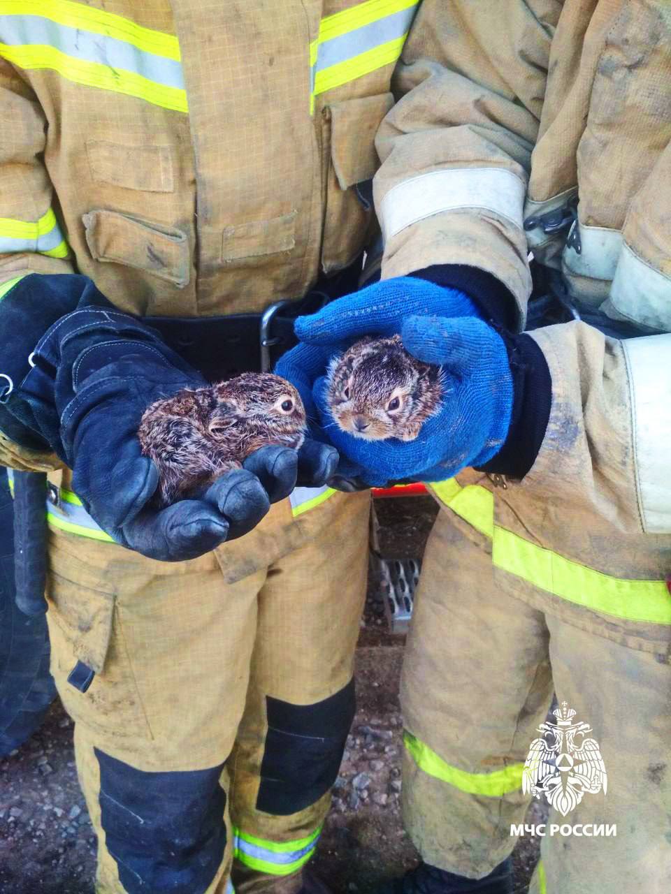 Малюсеньких зайчат спасли в горящем поле в ДНР