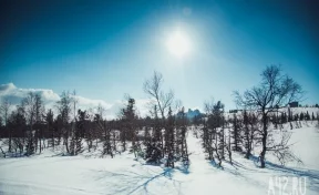 Мёртвого мужчину с обглоданными руками нашли в снегу в Сибири