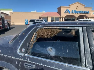 Фото: В припаркованный у магазина автомобиль залетел огромный рой пчёл 3