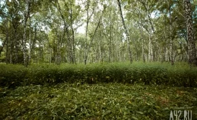 81-летнего кузбассовца нашли в лесу обессилевшим и голодным