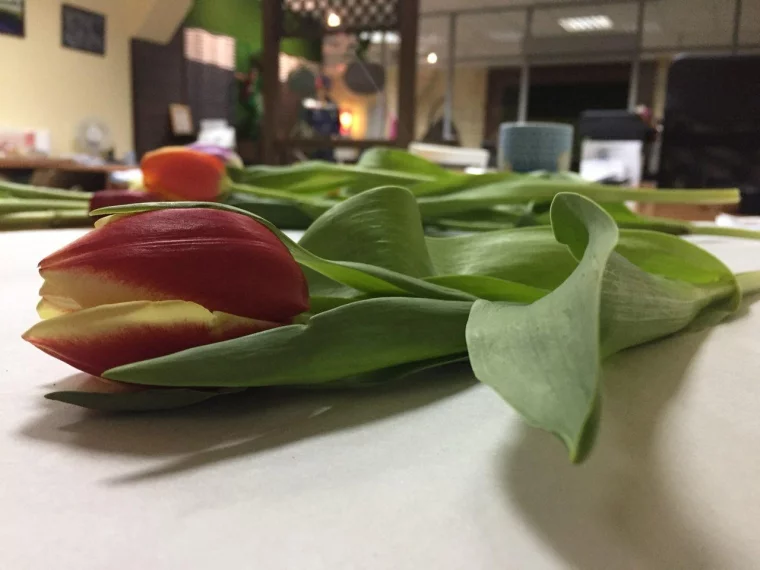 Фото: Читатели А42.RU получат скидку на тюльпаны 3