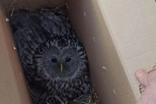 В Кузбассе спасли и отправили на лечение краснокнижную сову