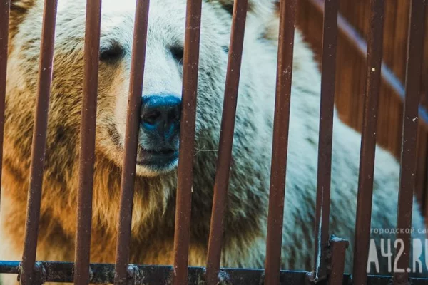 Турист отправил семье фото медведя и перестал выходить на связь