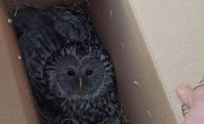 В Кузбассе спасли и отправили на лечение краснокнижную сову