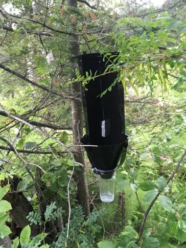 Фото: В Кузбассе установили 400 ловушек на опасных насекомых, из-за которых в лесу могут объявить карантин 2