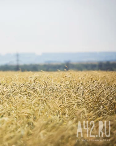 В Кузбассе фермера оштрафовали за использование опасных пестицидов