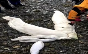 На Аляске найдены останки неизвестного науке морского существа