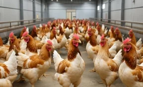 РСХБ прогнозирует увеличение производства птицы в 2025 году