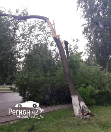 Фото: В центре Кемерова на иномарку упало дерево 2